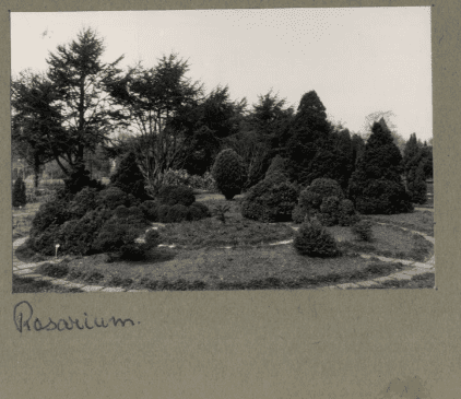 rozentuin rosarium 1959