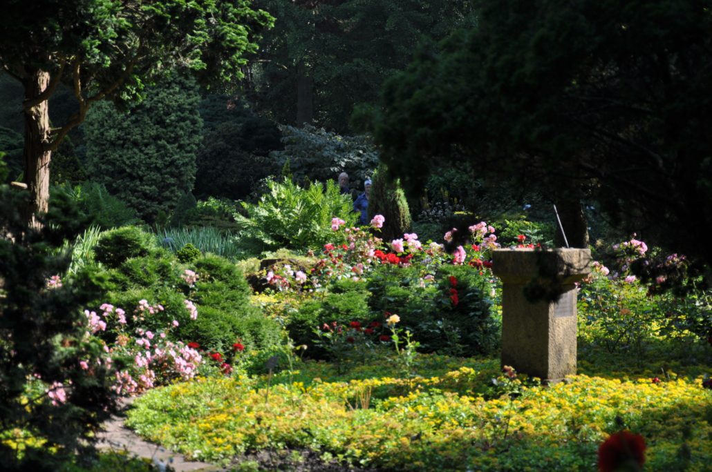 rozentuin zomer 2012-011