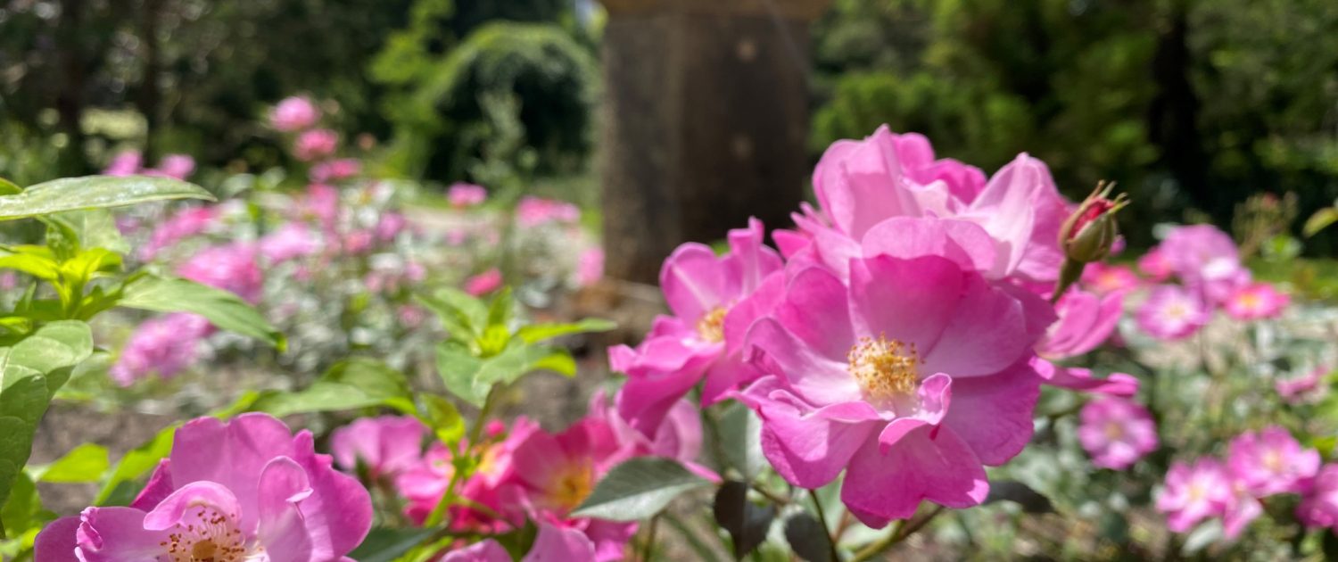 rozentuin_rozen 1